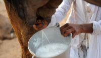  camel milk benefits
