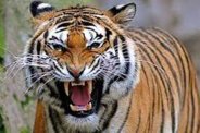 Mukundra Hills Tiger Reserve, Tiger Reserve, DGP in Kota, Tiger in Mukundra Hills, State wildlife board, Forest Department, RAC Campus, Kota, Kota Patrika, Kota Patrika News, Rajasthan Patrika, कोटा, राजस्थान पत्रिका, मुकुन्दरा हिल्स टाइगर रिजर्व, बाघ, वन विभाग, स्टेट वाइल्ड लाइफ बोर्ड 