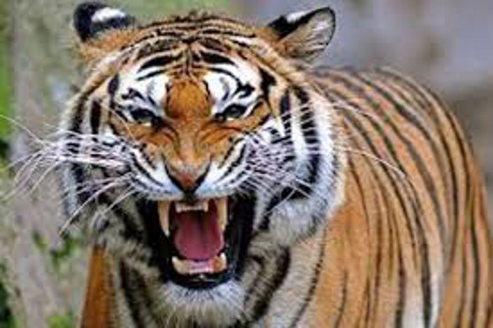 Mukundra Hills Tiger Reserve, Tiger Reserve, DGP in Kota, Tiger in Mukundra Hills, State wildlife board, Forest Department, RAC Campus, Kota, Kota Patrika, Kota Patrika News, Rajasthan Patrika, कोटा, राजस्थान पत्रिका, मुकुन्दरा हिल्स टाइगर रिजर्व, बाघ, वन विभाग, स्टेट वाइल्ड लाइफ बोर्ड