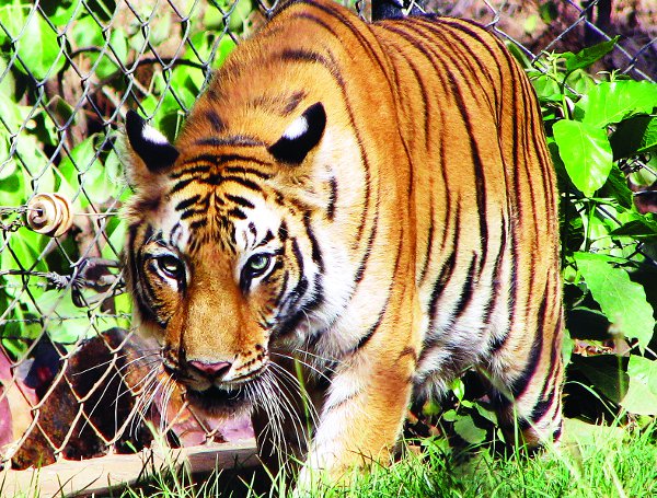 Sanjay Tiger Reserve opens for 1st October tourists