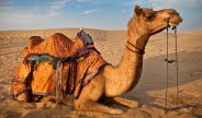 camel