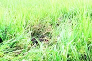  Crop Disease