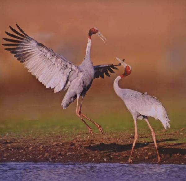 Wild Life in Kota, Wild Life Photo, Wild Life Exhibition In kota, Mukundara Hills Tiger Reserve, Kota Tourism, Hadouti Naturist Society, Kota Heritage Society, Rajasthan Patrika, Kota Patrika, Patrika News, Kota News