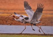 Wild Life in Kota, Wild Life Photo, Wild Life Exhibition In kota, Mukundara Hills Tiger Reserve, Kota Tourism, Hadouti Naturist Society, Kota Heritage Society, Rajasthan Patrika, Kota Patrika, Patrika News, Kota News