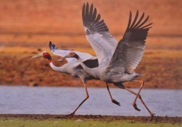 Wild Life in Kota, Wild Life Photo, Wild Life Exhibition In kota, Mukundara Hills Tiger Reserve, Kota Tourism, Hadouti Naturist Society, Kota Heritage Society, Rajasthan Patrika, Kota Patrika, Patrika News, Kota News