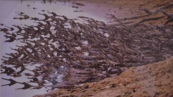 Wild Life in Kota, Wild Life Photo, Wild Life Exhibition In kota, Mukundara Hills Tiger Reserve, Kota Tourism, Hadouti Naturist Society, Kota Heritage Society, Rajasthan Patrika, Kota Patrika, Patrika News, Kota News