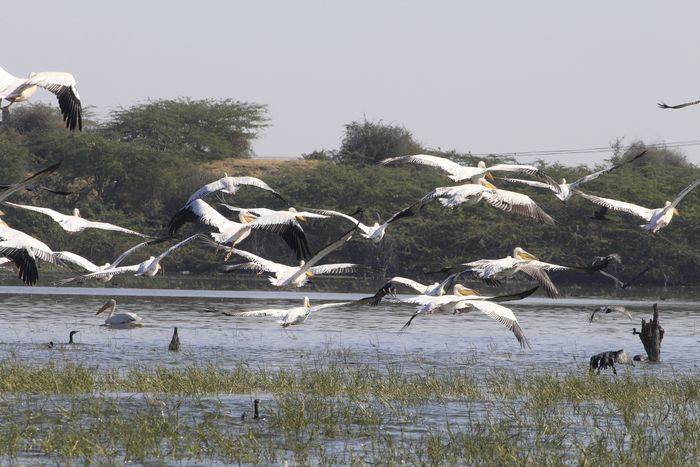 bird watching course start in ajmer