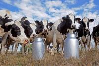 aavin dairy