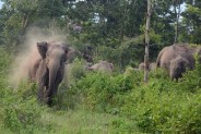 elephant terror