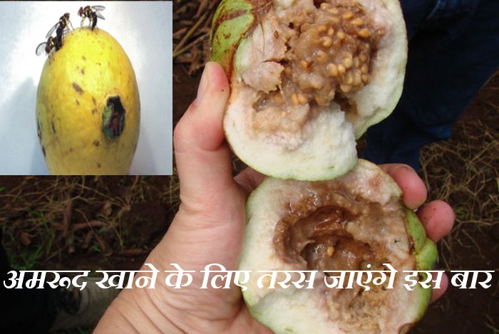Chinese fruit fly attack on guava garden, Bactrocera dorsalis, Fruit fly, Chinese fruit fly, Gguava Gardens in Rajasthan, Gguava Gardens in bundi, Gguava Gardens in India, guava gardens in Rajasthan, Production of Guava in India, Rajasthan Patrika, Kota Patrika, Bundi Patrika, Agricultural news Rajasthan, KVK, ICAR,