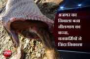 Bhilwara, Bhilwara news, Dragon baby swallowed nilgai in bhilwara, Latest news in bhilwara, Bhilwara news in hindi, Latest hindi news in bhilwara