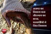 Bhilwara, Bhilwara news, Dragon baby swallowed nilgai in bhilwara, Latest news in bhilwara, Bhilwara news in hindi, Latest hindi news in bhilwara