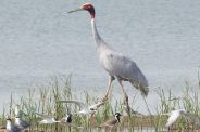 Stork Came back after two Year in Bundi