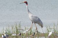 Stork Came back after two Year in Bundi
