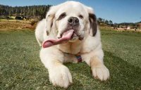 Dog longest tongue 