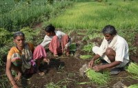indian farmer