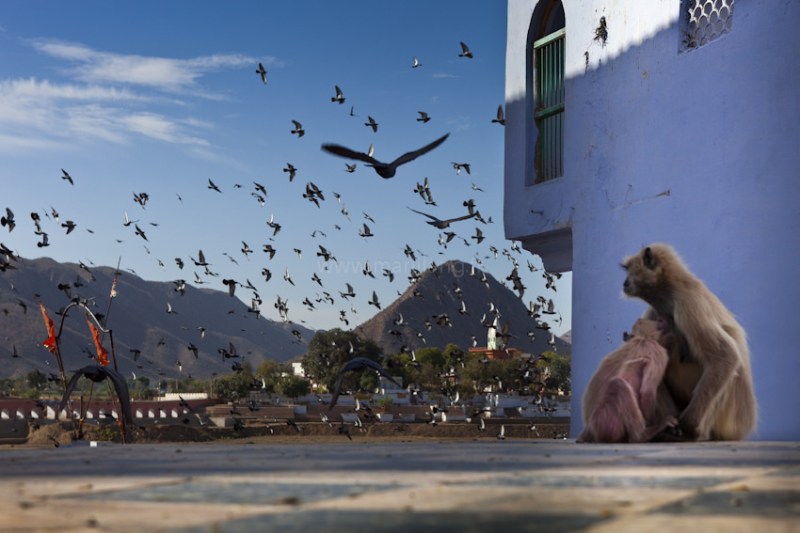 वो छत पर भाग रहे थे बंदर के पीछे, पल भर में उसने छीन ली खुशियां