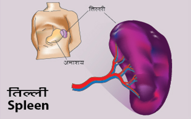 bad-eating-habits-are-the-problem-of-growing-spleen