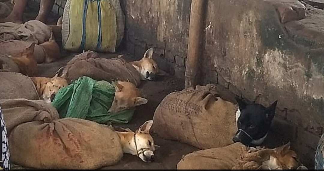 OMG: Dogs tied in sacks for sale of meet