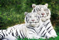 white tiger Mukundpur in Satna district