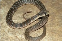 A child dies due to snake bite,two chidrens treatment continue in hospital