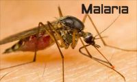 MALARIA