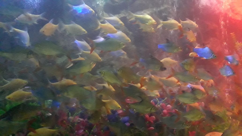 Video: fish aquarium fatehsagar udaipur