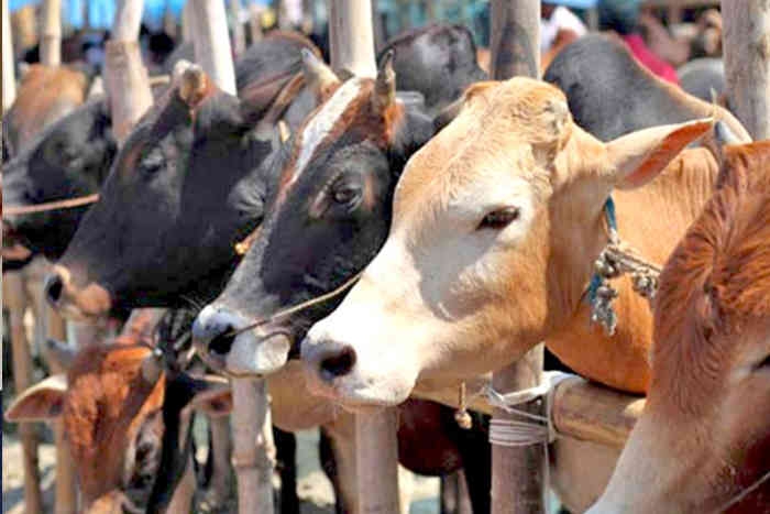 cow vigilante india, pm modi on cow vigilantes,