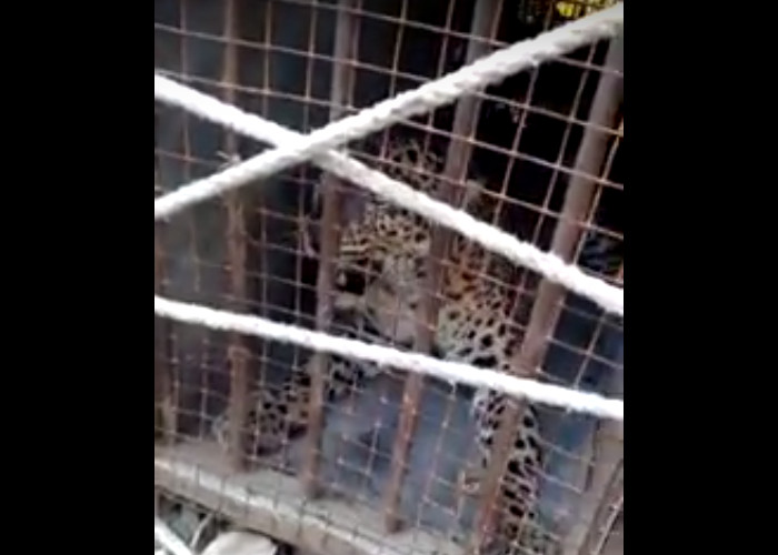 Trapped Leopard