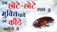 home remedies to get rid of rat, read must 10 easy and efficient, home tips, home tips in hindi, home remedies, rat, cockroach, lizard, mosquito, gharelu nuskhe, dadi maa ke nuskhe, nani maa ke nuskhe,