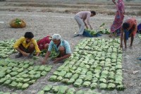 Tendu patta collectors