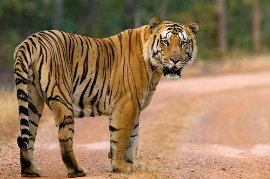 hoshangabad, forest, tiger, budni, movement