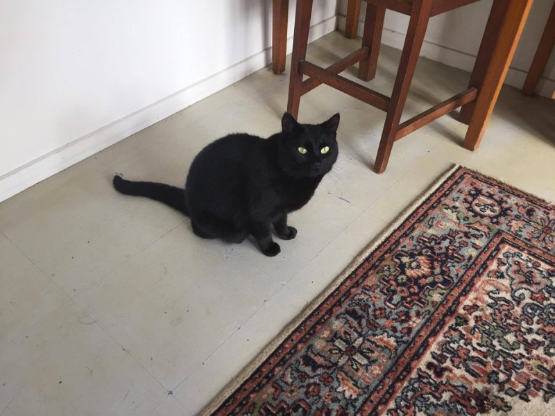 woman took neighbor's kitten to her home