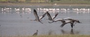 bird festival
