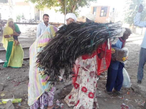 illegal hunting of national bird peacock practised in Jodhpur