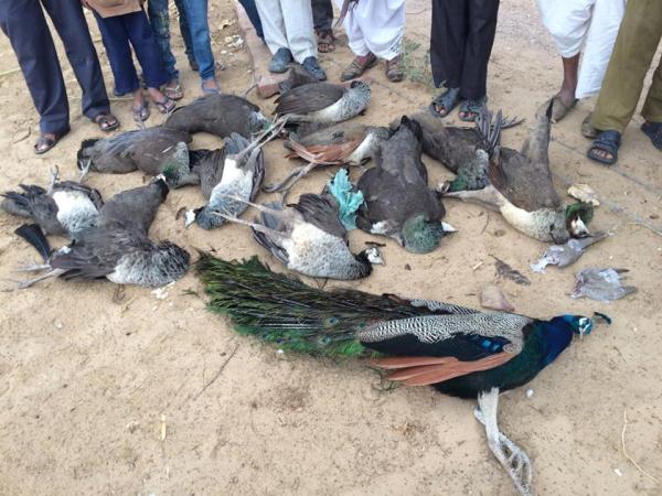 illegal hunting of national bird peacock practised in Jodhpur
