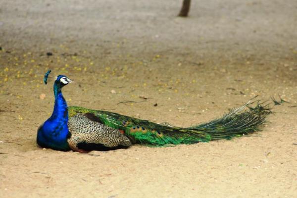 illegal hunting of national bird peacock practised in Jodhpur
