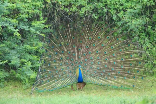 illegal hunting of national bird peacock practised in Jodhpur