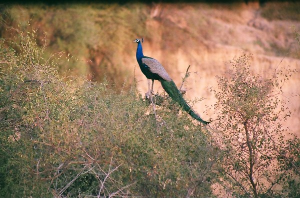 illegal hunting of national bird peacock practised in Jodhpur