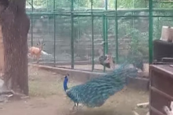 illegal hunting of national bird peacock practised in Jodhpur
