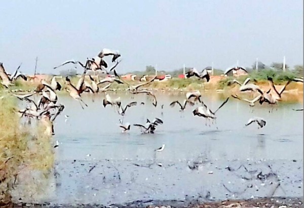 migratory Birds in bikaner
