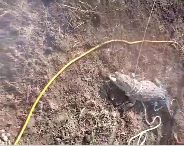 Dog Saved Calf Life from crocodile