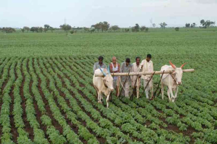 Rajasthan Farmers