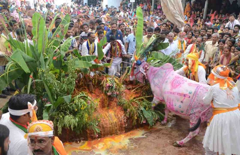 Cows played on the chimes celebrating the Govardhan Puja and Annadoot