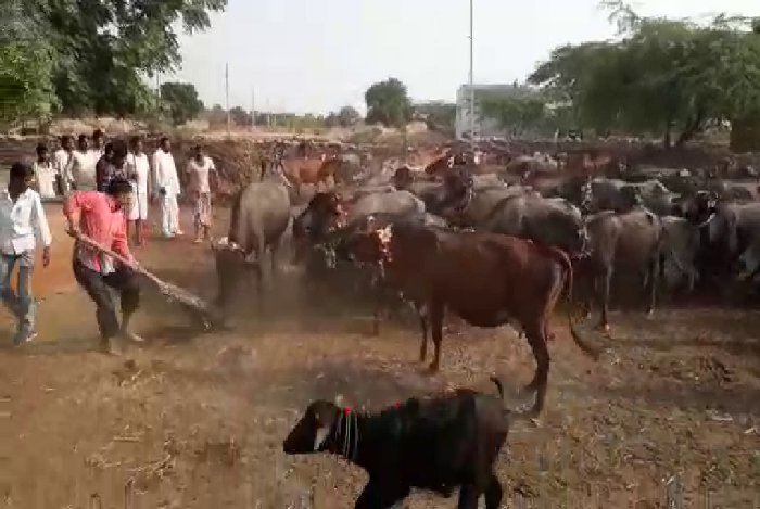 traditions of Diwali in Rajasthan, Folk traditions in Rajasthan, Royal Celebration of Diwali in kota, Imperial diwali in kota, royal diwali Celebration in kota, Diwali Celebration In Kota, Govardhan Puja, Govardhan Puja 2017, Annakut 2017, Annakoot Festival, Annakut Utsav, Rajasthan Patrika, Kota patrika, Patrika News, Kota News