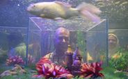 Fish Aquarium at fatehsagar udaipur inauguration ceremony