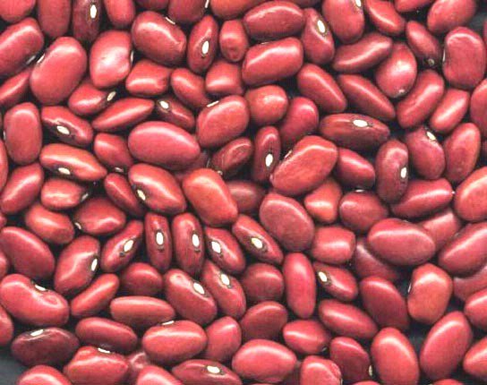 Udaipur: rajma farming new technology udaipur