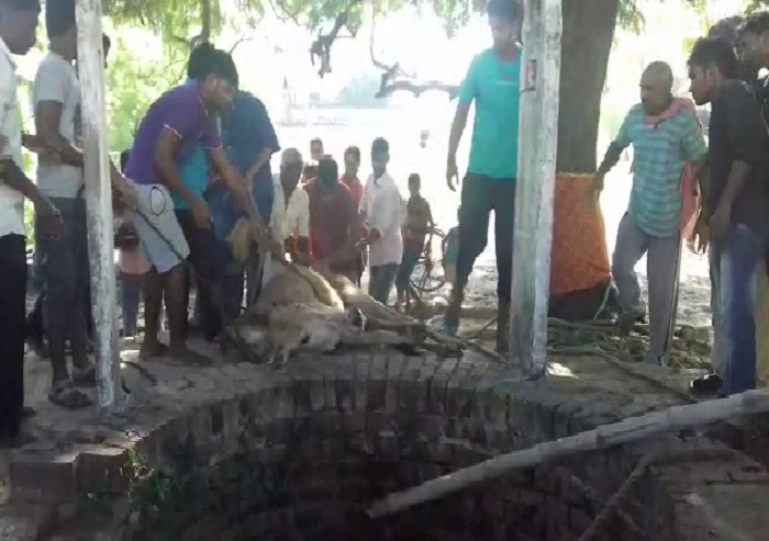 Youths rescued cow