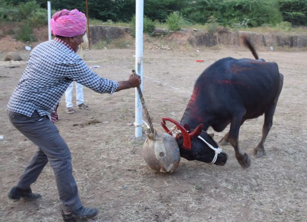 khekhra special images udaipur
