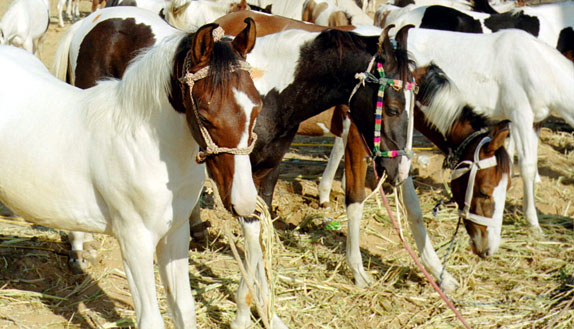 cattle keepers protest against horse restriction in pushkar fair